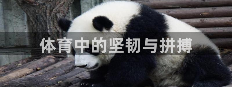 J9官网下载招商电话地址是多少：体育中的坚韧与拼搏